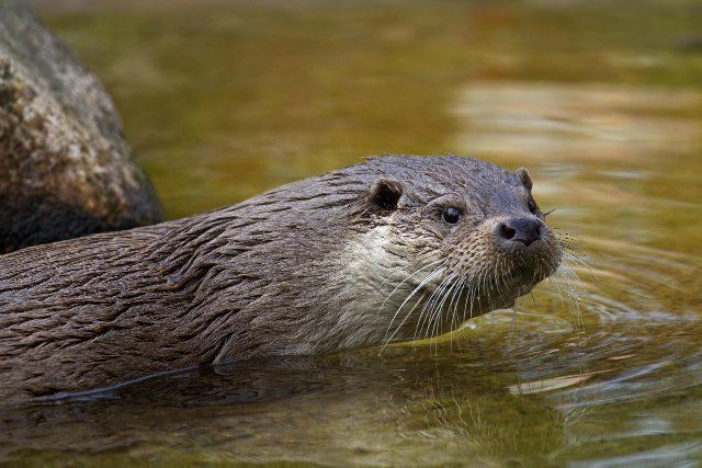 European otter (Lutra lutra) close-up portrait, Germany