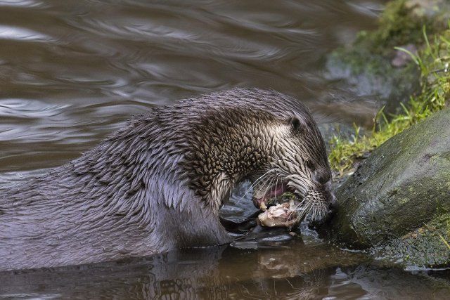 Eurasian otter (Lutra lutra), European river otter eating caught freshwater fish from