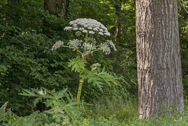 Giant hogweed, cartwheel-flower, giant cow parsley, giant cow parsnip (Heracleum mantegazzianum), hogsbane in flower at forest\