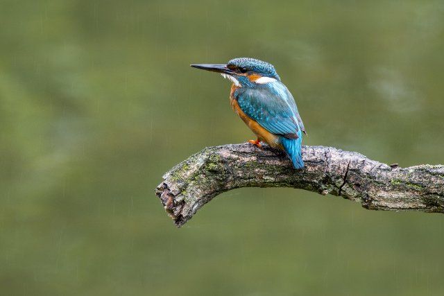 Common kingfisher (Alcedo atthis) female perched on branch over water of pond in the