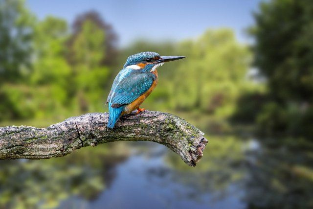 Common kingfisher (Alcedo atthis) female perched on branch over water of pond in