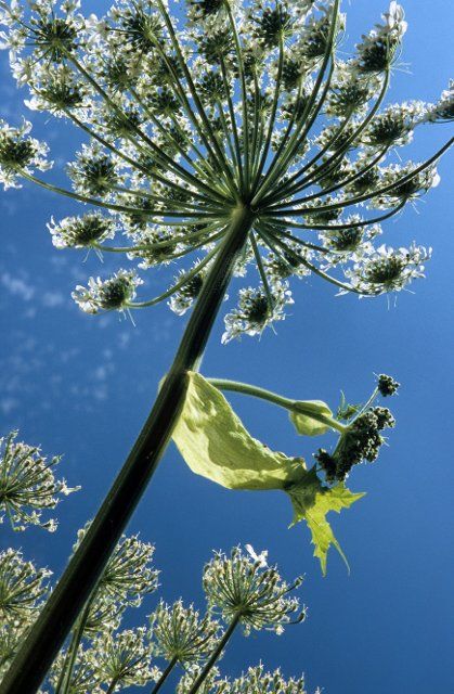 Giant hogweed (Heracleum mantegazzianum), wild parsnip in