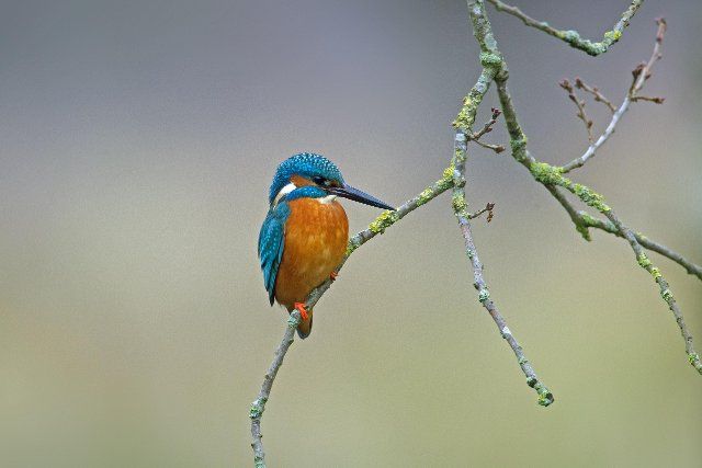 Common kingfisher (Alcedo atthis) male perched in tree with branches hanging over water of pond in