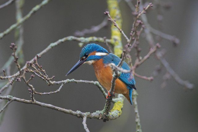 Common kingfisher (Alcedo atthis) male perched in tree with branches hanging over water of pond in