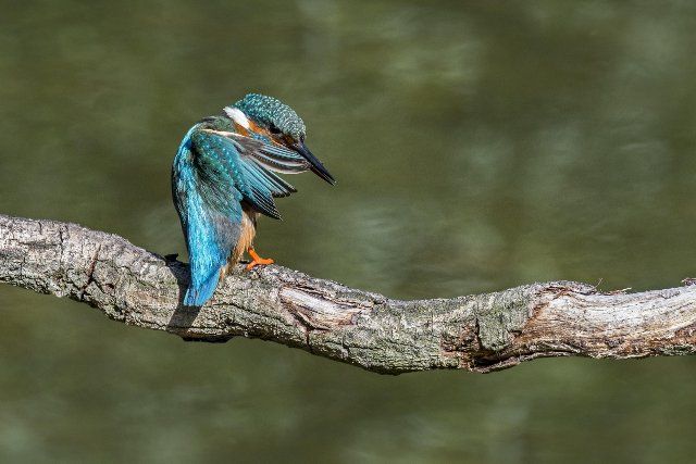 Common kingfisher (Alcedo atthis) female perched on branch over water of pond and preening wing