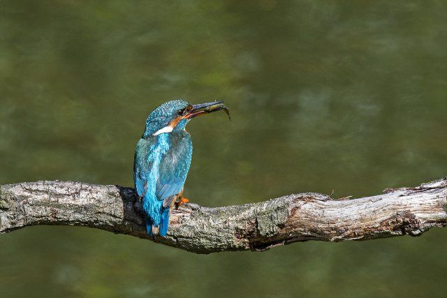 Common kingfisher (Alcedo atthis) female with caught ninespine stickleback (Pungitius pungitius) fish in beak perched on branch over water of