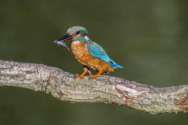 Common kingfisher (Alcedo atthis) female with caught ninespine stickleback (Pungitius pungitius) fish in beak perched on branch over water of