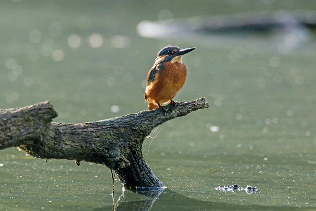 Common kingfisher, Eurasian kingfisher (Alcedo atthis) male perched on branch over water of