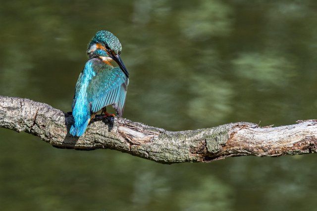 Common kingfisher (Alcedo atthis) female perched on branch over water of pond and preening