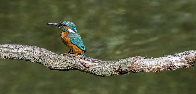 Common kingfisher (Alcedo atthis) female perched on branch over water of