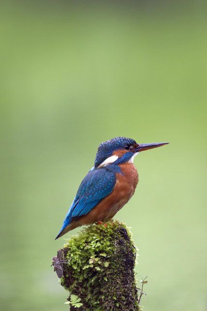 Common kingfisher, Eurasian kingfisher (Alcedo atthis) female perched on branch and on the lookout for fish in