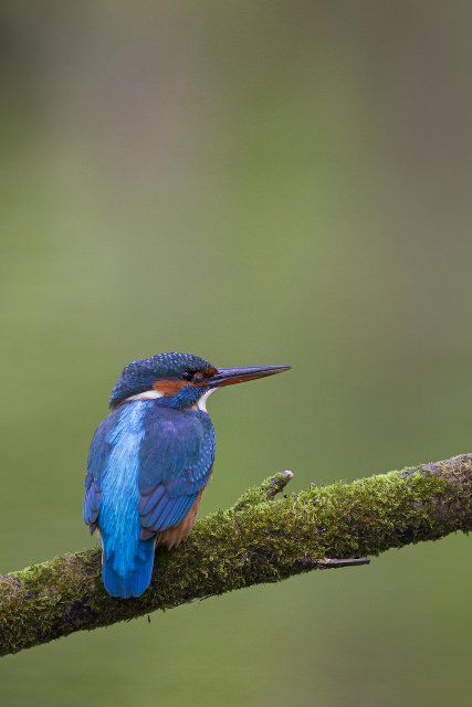 Common kingfisher, Eurasian kingfisher (Alcedo atthis) female perched on branch and on the lookout for fish in