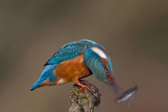 Common kingfisher, Eurasian kingfisher (Alcedo atthis) perched on branch and turning caught fish mid-air to swallow it head