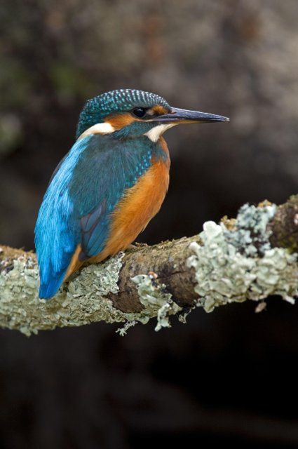 Common kingfisher (Alcedo atthis) female perched on