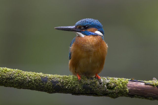 Common kingfisher, Eurasian kingfisher (Alcedo atthis) male perched on branch and on the lookout for fish in