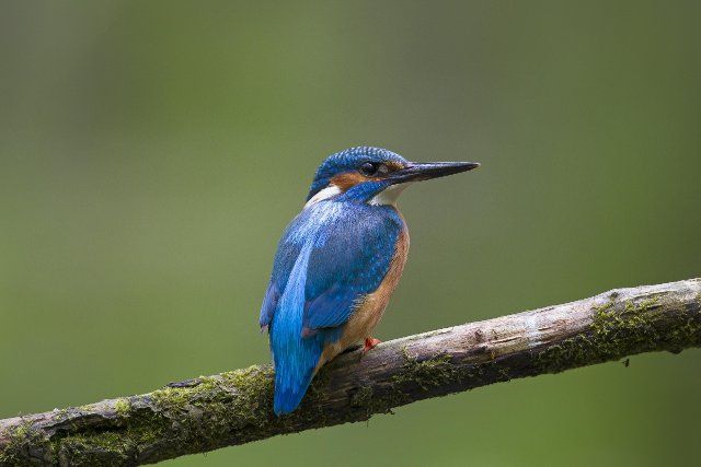 Common kingfisher, Eurasian kingfisher (Alcedo atthis) male perched on branch and on the lookout for fish in