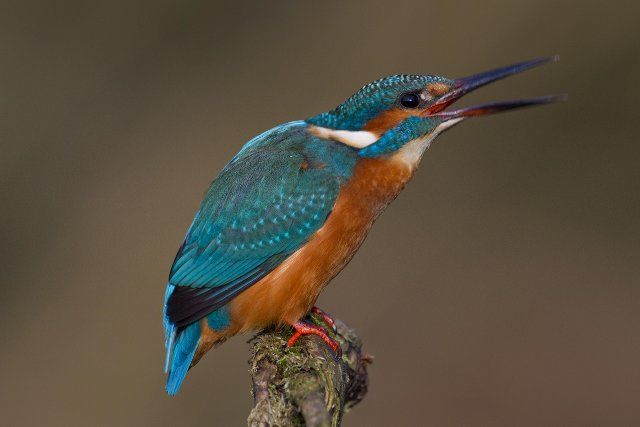 Common kingfisher, Eurasian kingfisher (Alcedo atthis) perched on branch and
