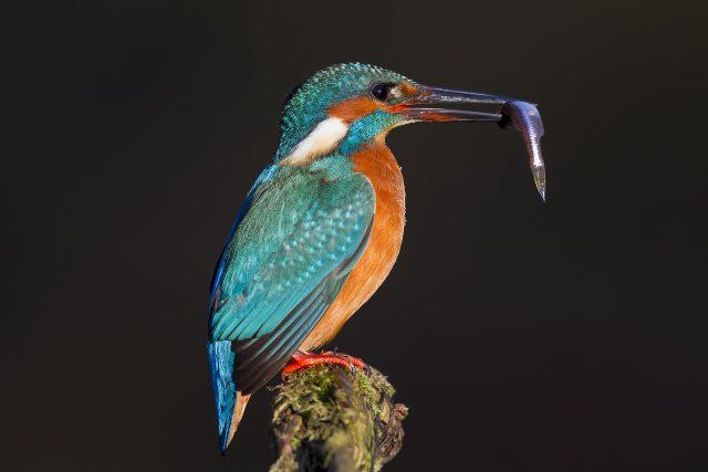 Common kingfisher, Eurasian kingfisher (Alcedo atthis) perched on branch with caught fish in