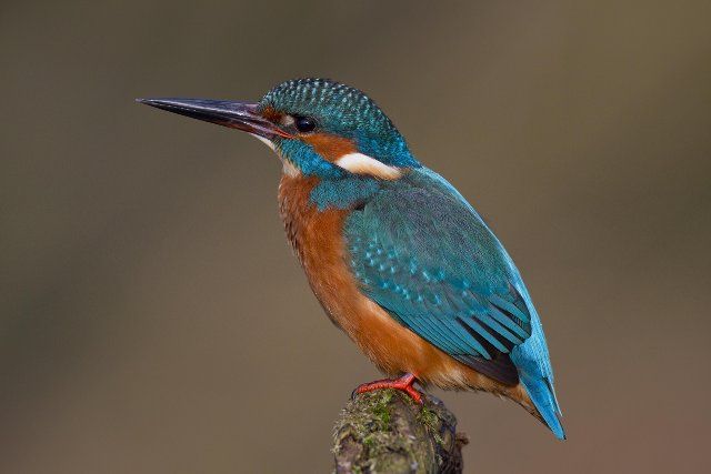 Common kingfisher, Eurasian kingfisher (Alcedo atthis) perched on branch and on the lookout for fish in