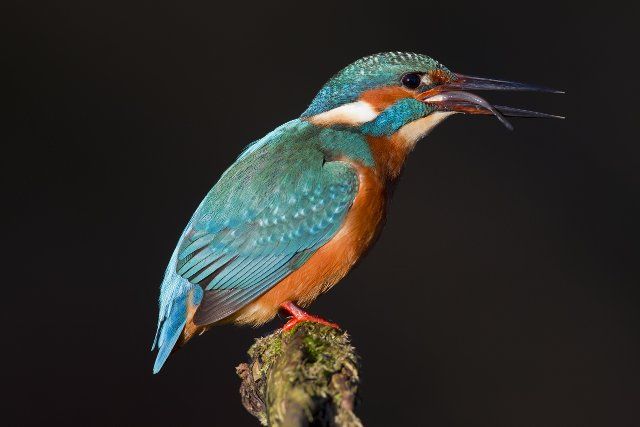 Common kingfisher, Eurasian kingfisher (Alcedo atthis) perched on branch and swallowing caught fish head