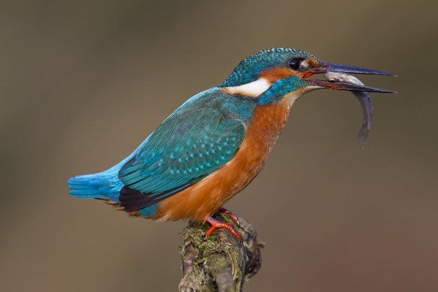 Common kingfisher, Eurasian kingfisher (Alcedo atthis) perched on branch with caught fish in