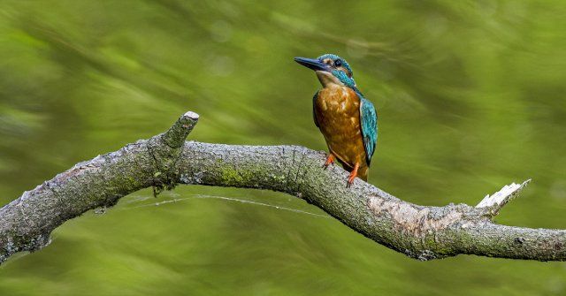 Common kingfisher (Alcedo atthis) male perched in tree over water of pond in