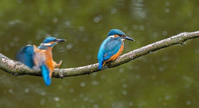 Two common kingfisher (Alcedo atthis) juveniles, one landing and the other young perched on branch over water of pond in