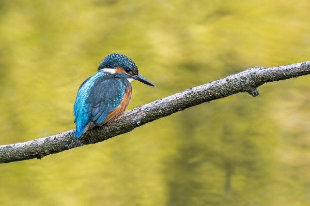 Common kingfisher (Alcedo atthis) juvenile perched in tree over water of pond in