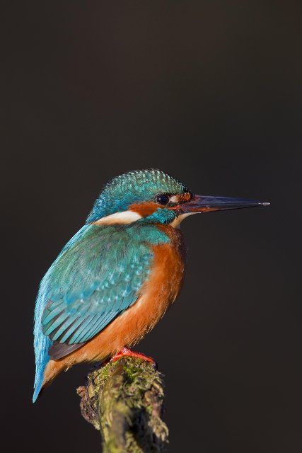 Common kingfisher, Eurasian kingfisher (Alcedo atthis) perched on branch and on the lookout for fish in river against dark
