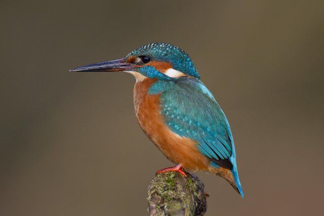 Common kingfisher, Eurasian kingfisher (Alcedo atthis) perched on branch and on the lookout for fish in