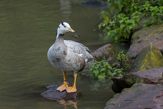Bar-headed goose (Anser indicus) (Eulabeia indica) one of world\