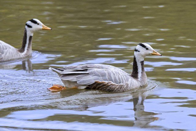 Bar-headed geese (Anser indicus) (Eulabeia indica) one of world\