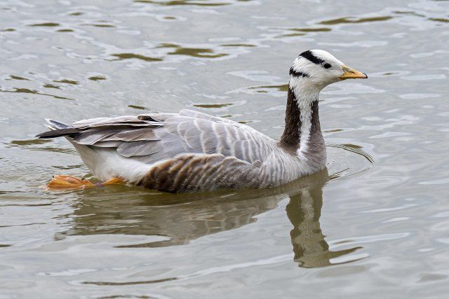 Bar-headed goose (Anser indicus) (Eulabeia indica) one of world\