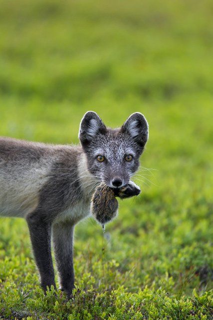 Arctic fox (Alopex lagopus) (Vulpes lagopus) with caught Norway lemming (Lemmus lemmus) in mouth on the tundra, Lapland, Sweden