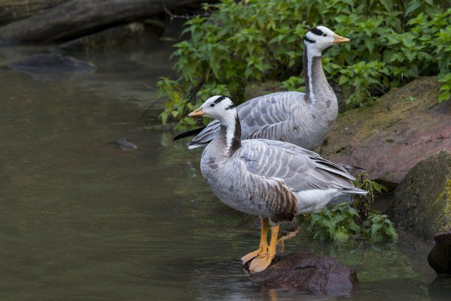Bar-headed geese (Anser indicus) (Eulabeia indica) one of worlds highest-flying birds native to Asia but introduced exotic bird species in