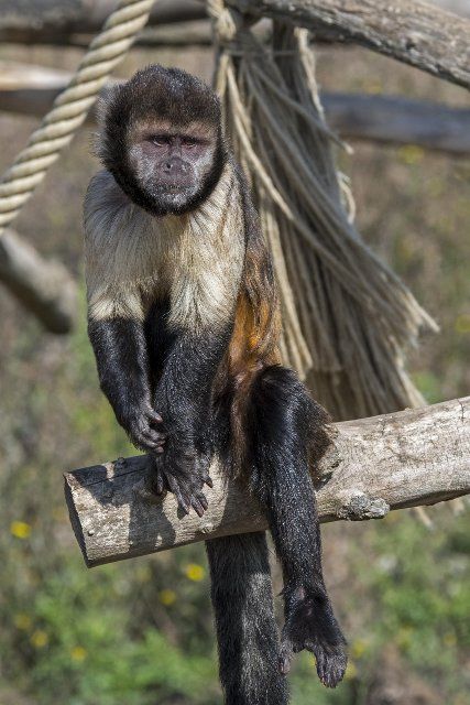Golden-bellied capuchin, yellow-breasted capuchin (Sapajus xanthosternos), buff-headed capuchin, New World monkey native to Brazil in