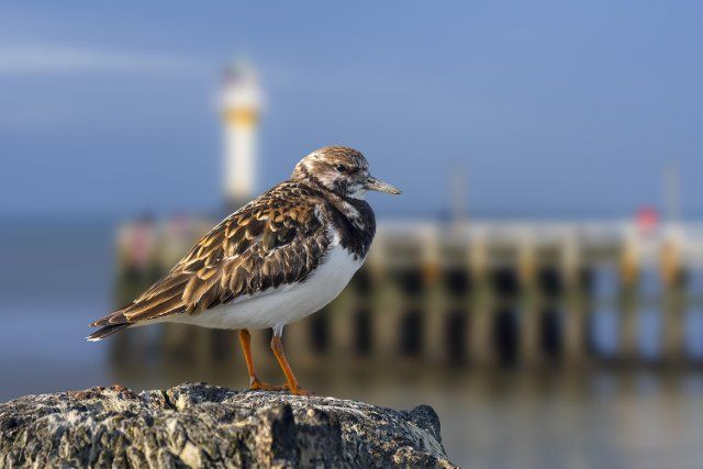 Ruddy turnstone (Arenaria interpres) in non-breeding plumage perched on wooden jetty at harbour along North Sea coast in late winter, early