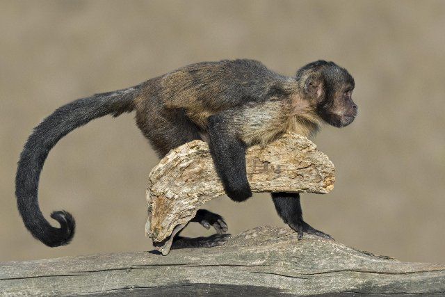 Golden-bellied capuchin, yellow-breasted capuchin (Sapajus xanthosternos), buff-headed capuchin monkey using piece of wood as tool for crushing