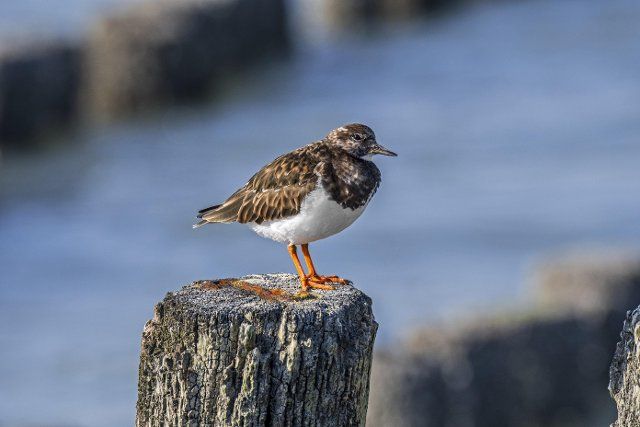 Ruddy turnstone (Arenaria interpres) in non-breeding plumage perched on wooden groyne, breakwater along North Sea coast in late winter, early