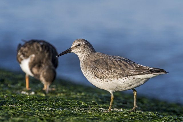 Red knot (Calidris canutus) and ruddy turnstone in winter plumage foraging on breakwater covered in seaweed along the North Sea