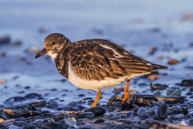 Ruddy turnstone (Arenaria interpres) in non-breeding plumage foraging among shells on beach along the North Sea coast in