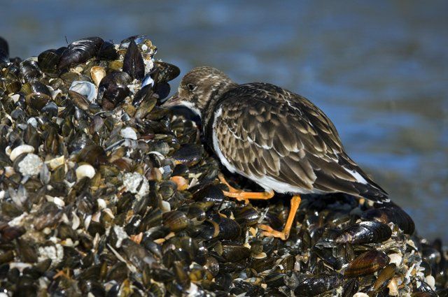 Turnstone (Arenaria interpres) foraging on mussel bed along the North Sea