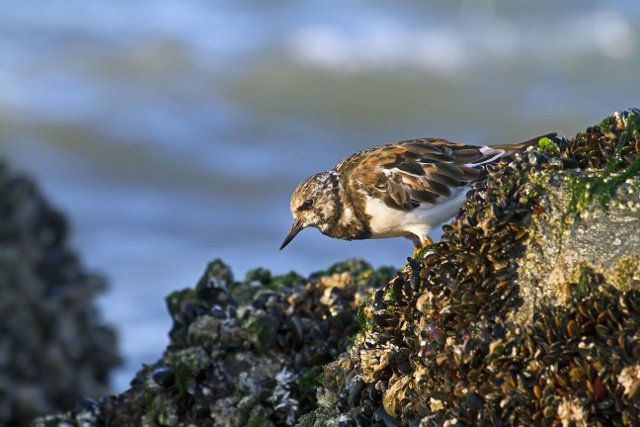 Ruddy Turnstone (Arenaria interpres) foraging on mussel bed at low tide along the North Sea