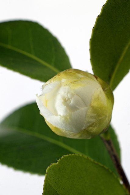 Japanese camellia (Camellia japonica), studio