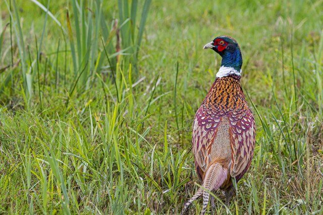 Common pheasant (Phasianus colchicus), ring-necked pheasant male, cock foraging in meadow, field in