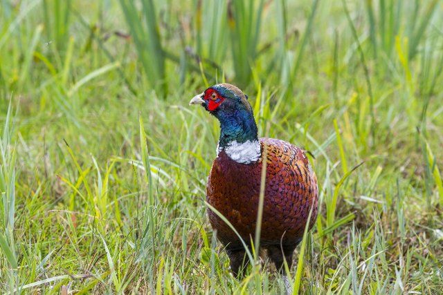 Common pheasant (Phasianus colchicus), ring-necked pheasant male, cock foraging in meadow, field in