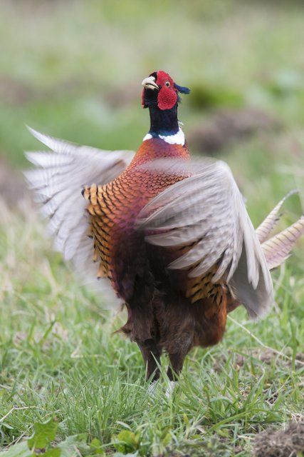 Common pheasant (Phasianus colchicus), Ring-necked pheasant cock flapping its wings during courtship display in field in