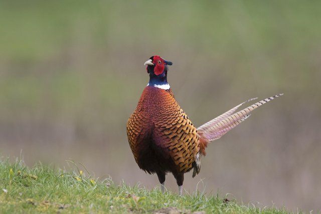 Common pheasant (Phasianus colchicus), Ring-necked pheasant cock foraging in field in