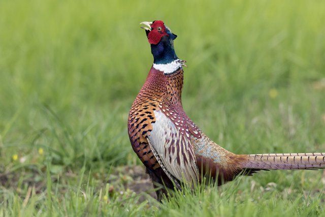 Common pheasant (Phasianus colchicus), Ring-necked pheasant cock calling during courtship display in field in