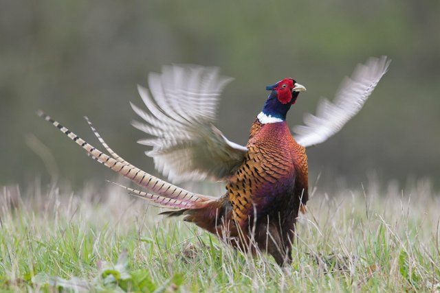 Common pheasant (Phasianus colchicus), Ring-necked pheasant cock flapping its wings during courtship display in field in